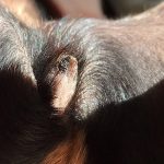 Why is My Dogs Vag Dark