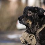 Will God Forgive Me for Putting My Dog to Sleep