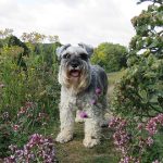 Are Acers Poisonous to Dogs