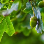Are Acorns Poisonous to Dogs