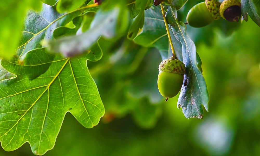 Are Acorns Poisonous to Dogs