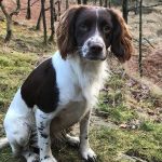 Are Adders Poisonous to Dogs