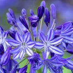 Are Agapanthus Poisonous to Dogs