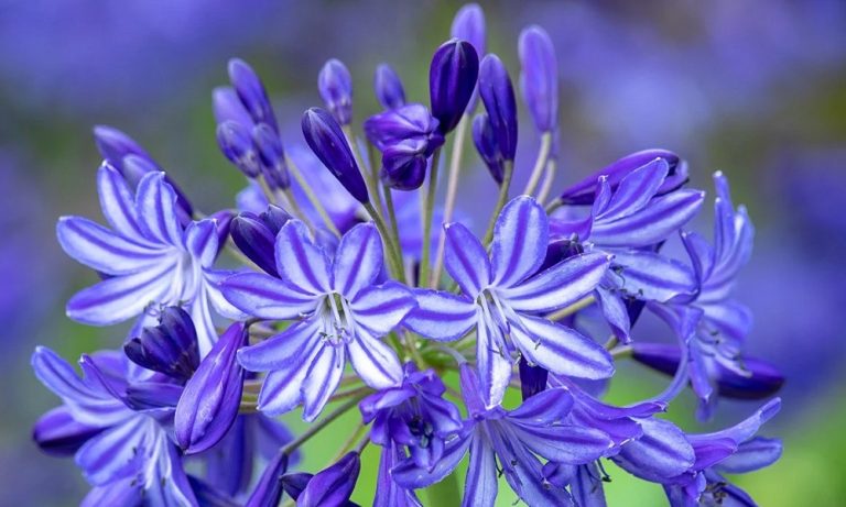 Are Agapanthus Poisonous to Dogs? – Pet Help Reviews UK