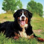 Are All Dogs Colour Blind