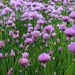 Are Alliums Poisonous to Dogs