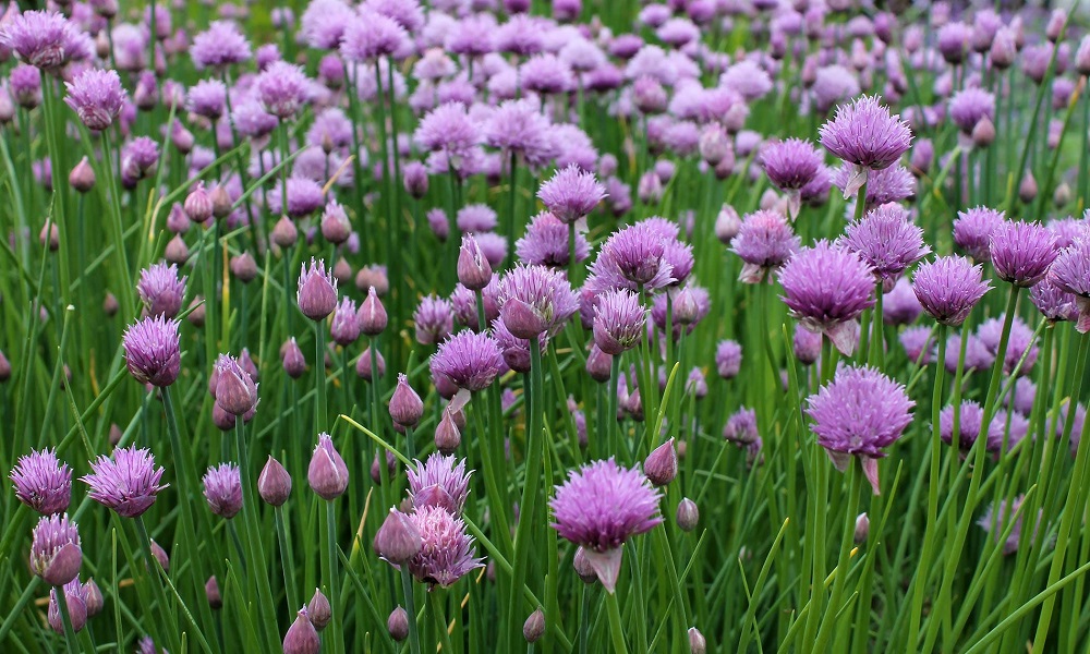 Are Alliums Poisonous to Dogs