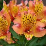 Are Alstroemeria Poisonous to Dogs