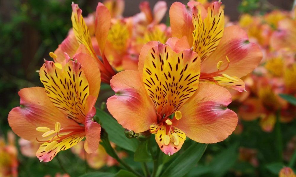 Are Alstroemeria Poisonous to Dogs