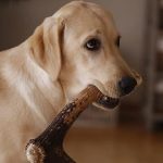 Are Antlers Safe for Dogs Uk