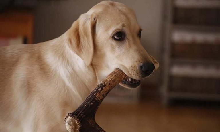 Are Antlers Safe For Dogs Uk Pet Help Reviews UK