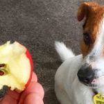 Are Apple Cores Bad for Dogs