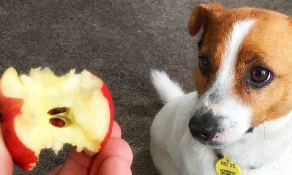 Are Apple Cores Bad for Dogs