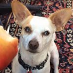 Are Apple Pips Poisonous to Dogs