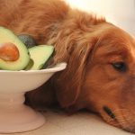 Are Avocados Good for Dogs