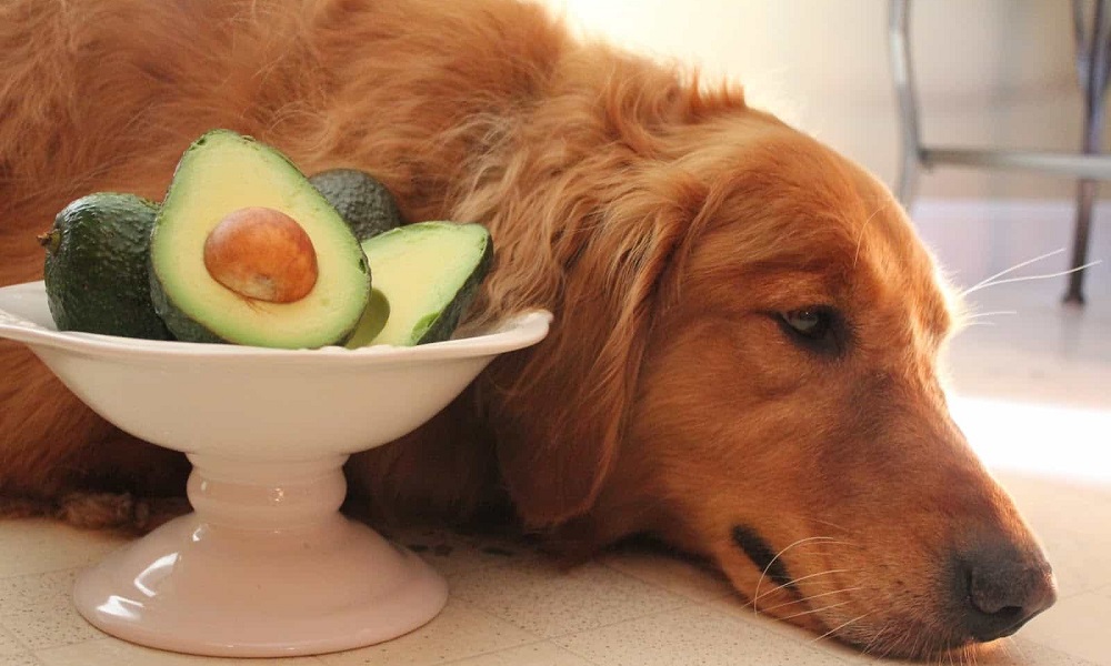 Are Avocados Good for Dogs