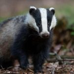 Are Badgers Dangerous to Dogs