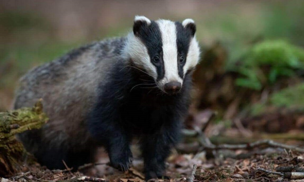 Are Badgers Dangerous to Dogs