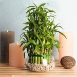 Are Bamboo Plants Safe for Dogs