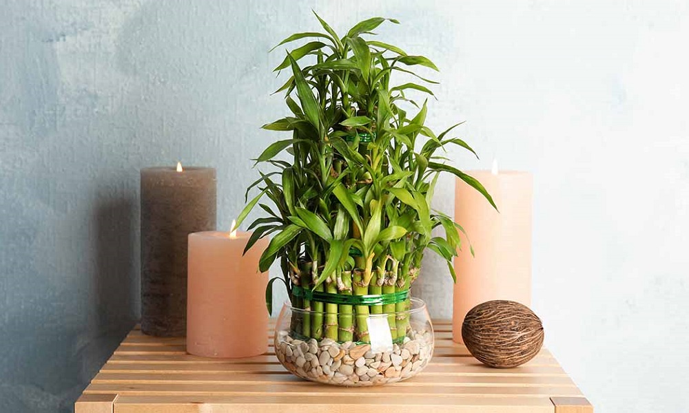 Are Bamboo Plants Safe for Dogs