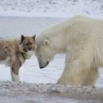 Are Bears Related to Dogs