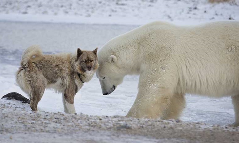 Are Bears Related to Dogs