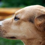 Are Bee Stings Dangerous to Dogs