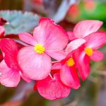 Are Begonias Poisonous to Dogs
