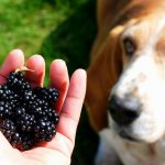 Are Blackberries Good for Dogs