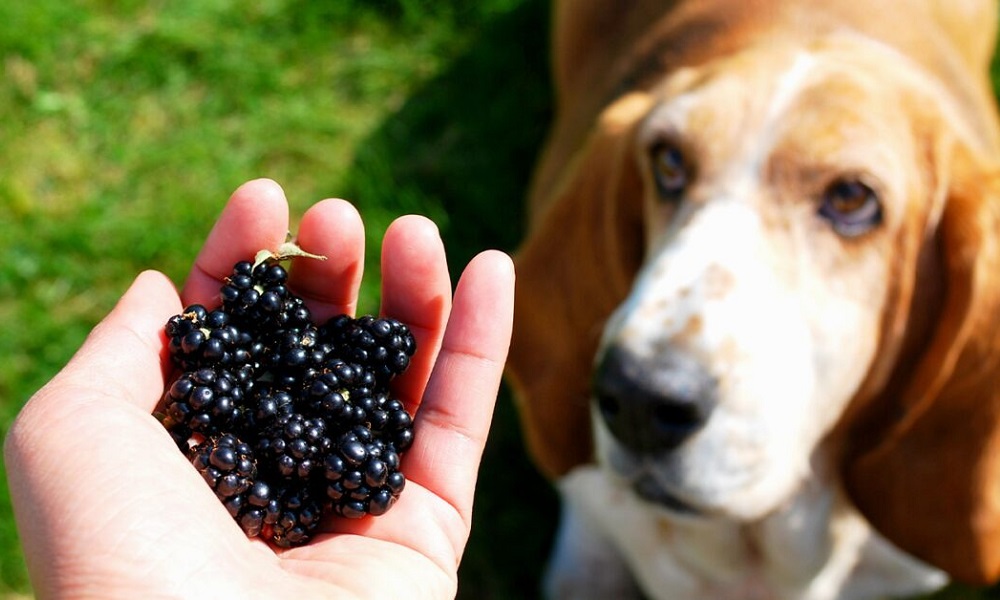 Are Blackberries Good for Dogs