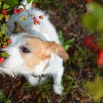 Are Blackcurrants Poisonous to Dogs