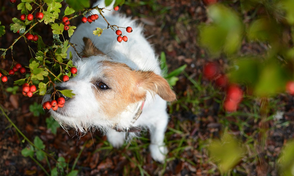 Are Blackcurrants Poisonous to Dogs