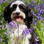 Are Bluebells Poisonous to Dogs