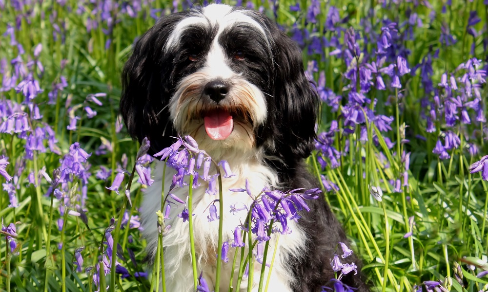 Are Bluebells Poisonous to Dogs