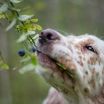 Are Blueberry Bushes Poisonous to Dogs