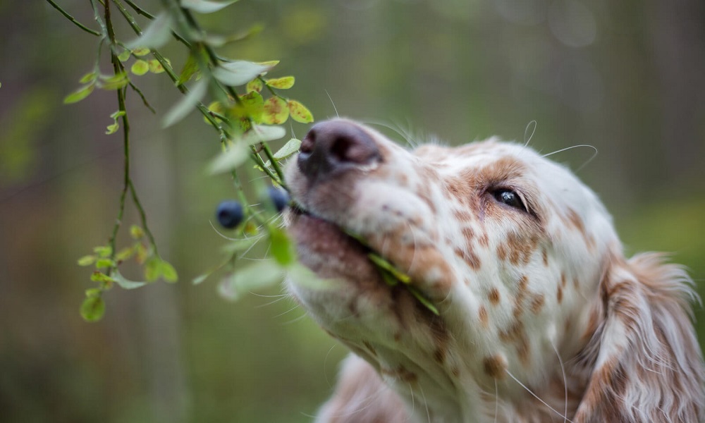 Are Blueberry Bushes Poisonous to Dogs