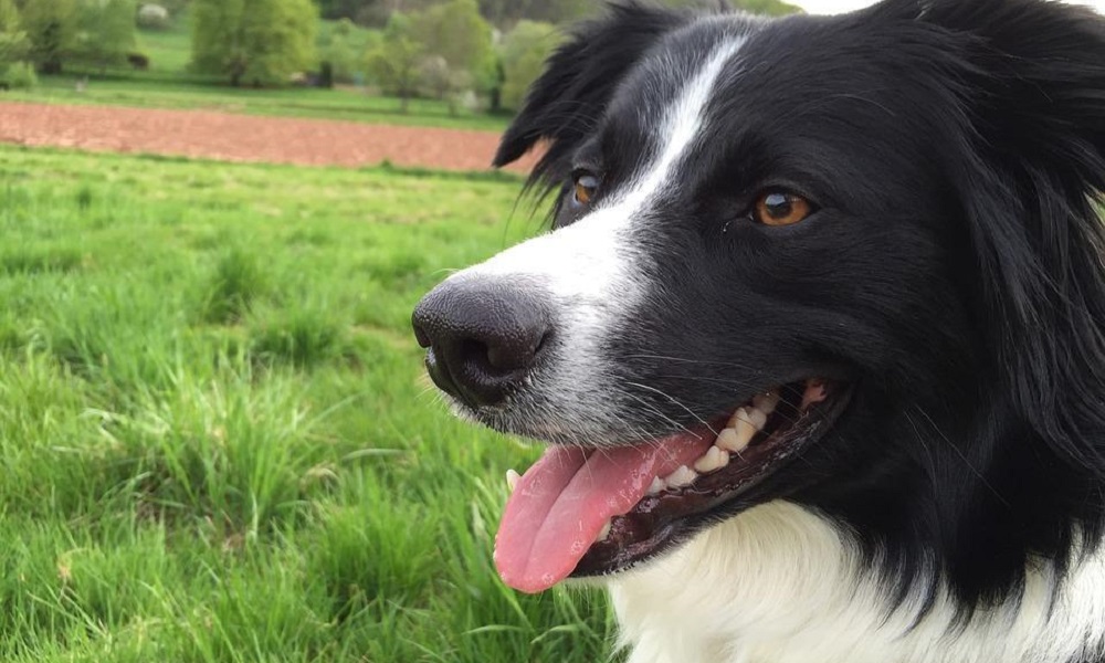Are Border Collies Good Family Dogs