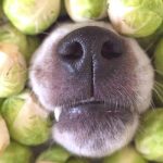 Are Brussel Sprouts Good for Dogs