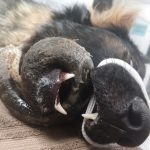 Are Buffalo Horns Safe for Dogs