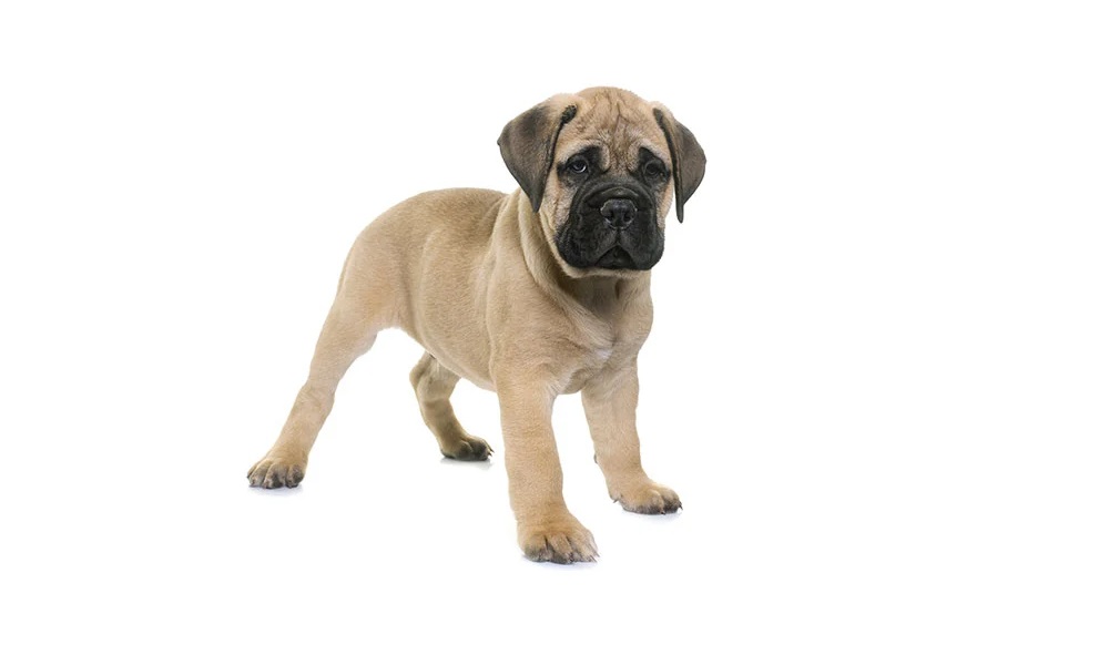 Are Bullmastiffs Good Dogs