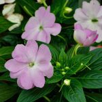 Are Busy Lizzies Poisonous to Dogs