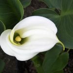 Are Calla Lilies Poisonous to Dogs