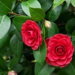 Are Camellias Poisonous to Dogs