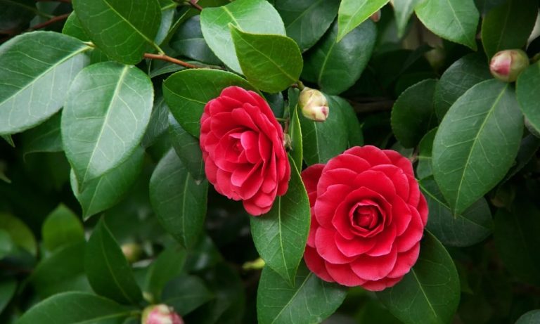 Are Camellias Poisonous to Dogs? – Pet Help Reviews UK