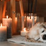 Are Candles Bad for Dogs