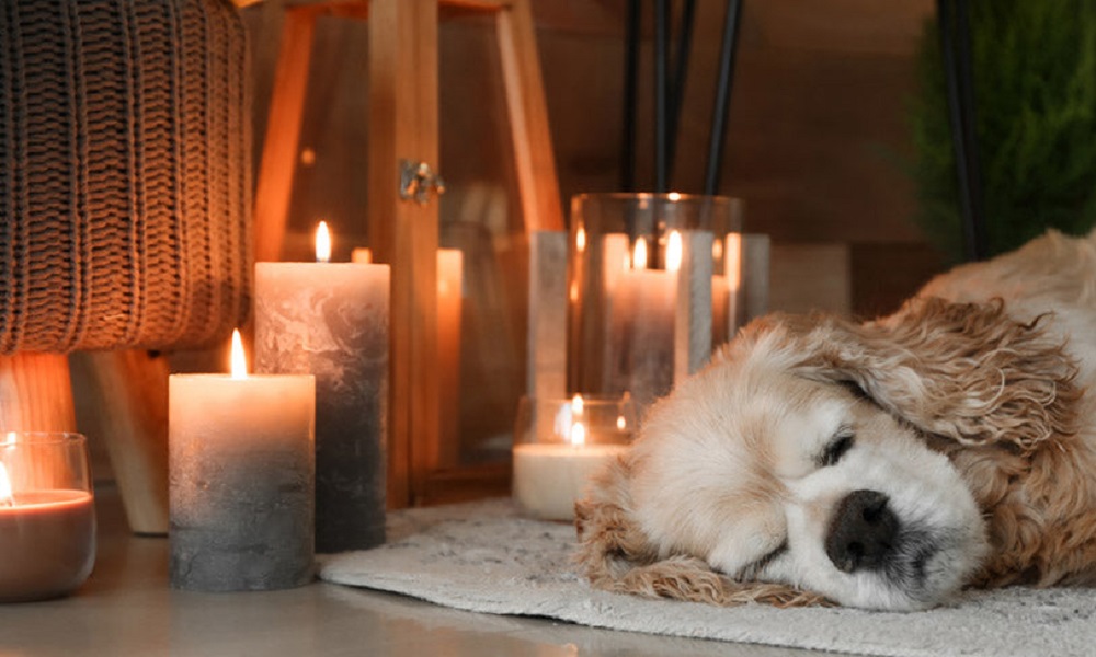 Are Candles Bad for Dogs