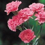 Are Carnations Poisonous to Dogs