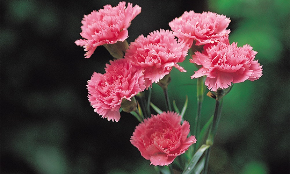 Are Carnations Poisonous to Dogs