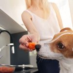 Are Carrots Good for Dogs UK