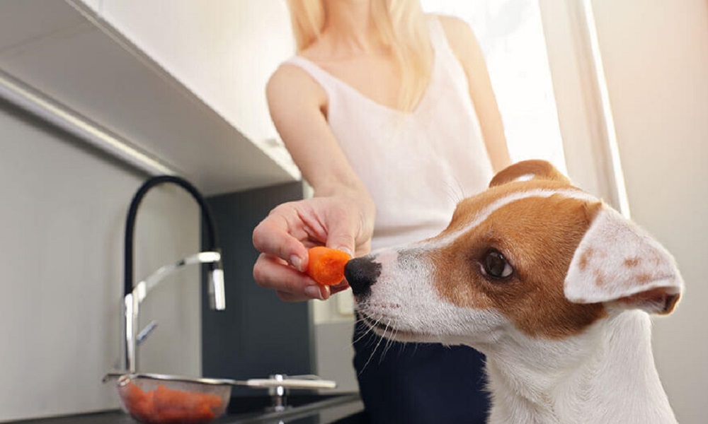 Are Carrots Good for Dogs UK